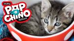 Pop-a-chino Kitties - Image 2